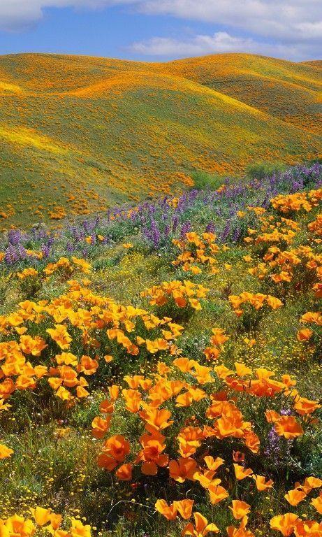 Gentle Embrace of Spring's Blossoms